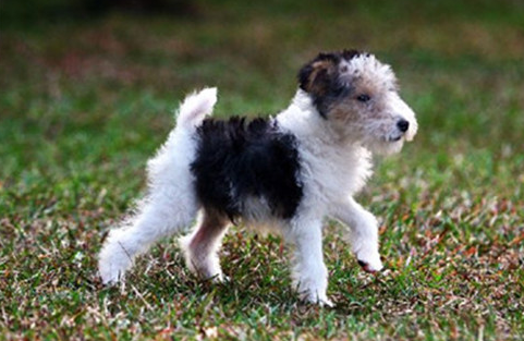 关于刚毛猎狐梗特点，这里介绍的很详细！