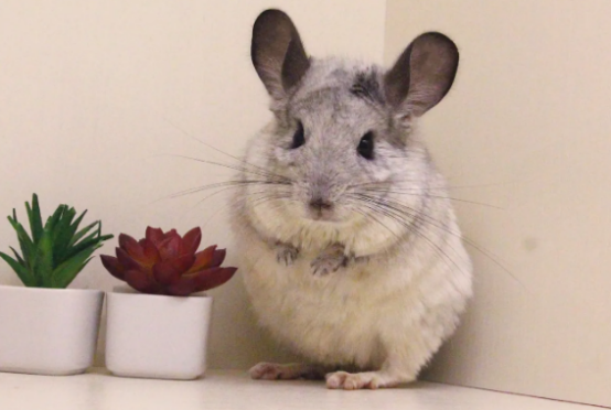 一起来看看银斑龙猫的眼睛是不是红色的