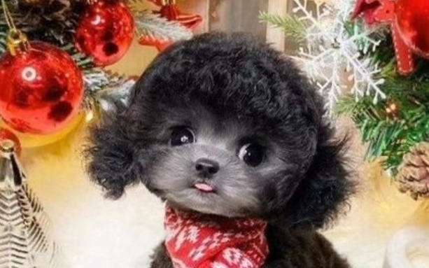 纯种贵宾犬有几种颜色，快来get吧！