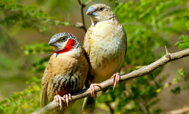 环喉雀多少钱一只？养之前要注意这些特征