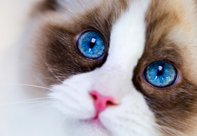 猫咪益生菌不能乱喂,建议收藏,多看几遍 猫咪益生菌不能乱喂,建议收藏,多看几遍