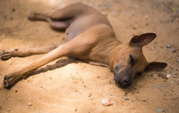 每天给狗狗吃几颗钙片就是补钙? 每天给狗狗吃几颗钙片就是补钙?