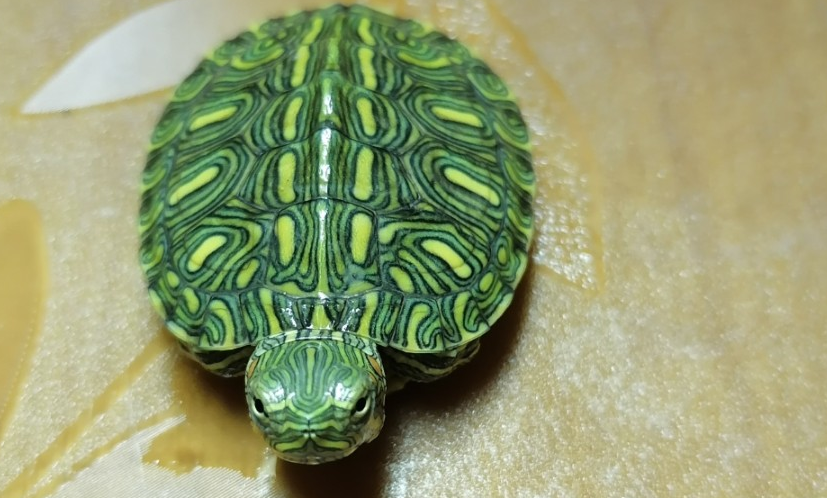 挑一只好的格兰德彩龟，试试这5个办法