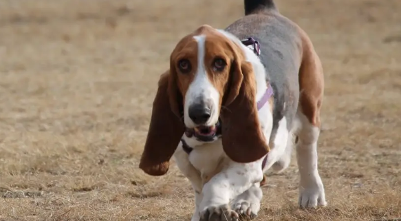 hush puppy品牌上面的是什么狗？答案揭晓~~