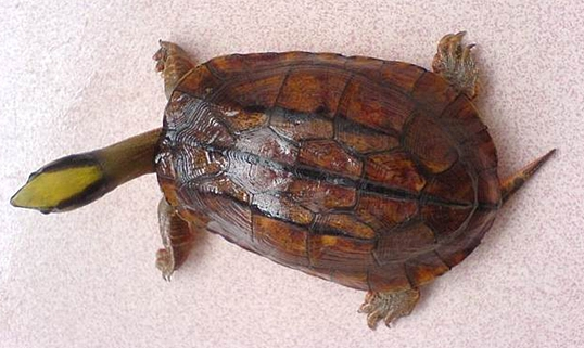 金钱龟怎么看品相？一分钟教会你