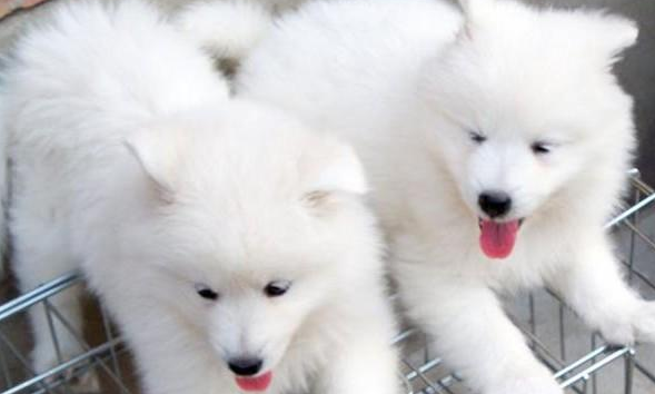 如何给萨摩耶洗澡？来这学习一下