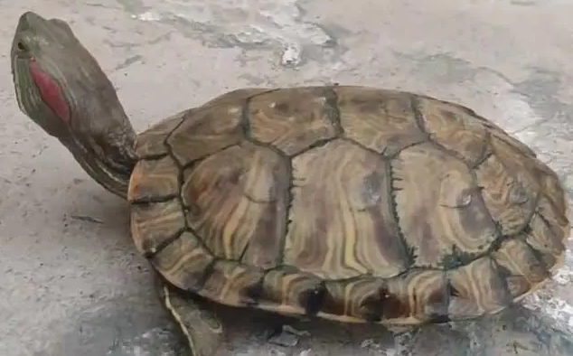 巴西龟水脏太快怎么办？主人来学习下吧