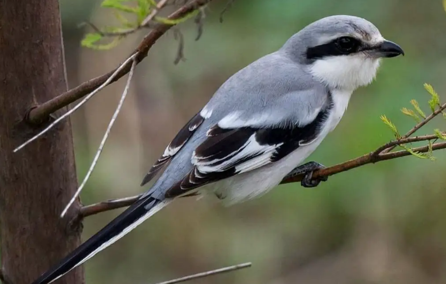 灰伯劳和楔尾伯劳的区别，你知道吗？