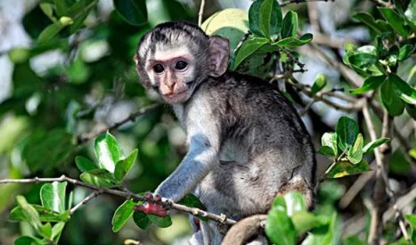 科普向丨一文揭开赤腹长尾猴的神秘面纱 科普向丨一文揭开赤腹长尾猴的神秘面纱