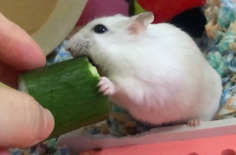 仓鼠可以吃黄瓜吗？主人快来了解一下