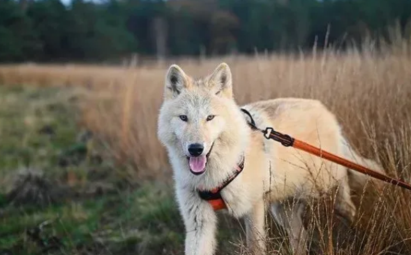 狗狗不喜欢穿胸背带,2个小技巧让它乖乖穿上 狗狗不喜欢穿胸背带,2个小技巧让它乖乖穿上