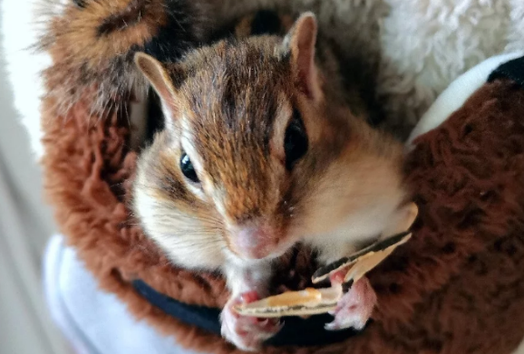 宠物松鼠多少钱?不来瞧一下吗? 宠物松鼠多少钱?不来瞧一下吗?