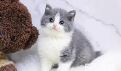 蓝白英短的寿命有多长？铲屎官必看！