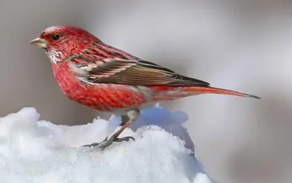 北朱雀多少钱一只?想买的来看看 北朱雀多少钱一只?想买的来看看