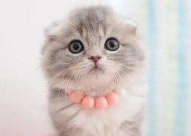 一文带你了解猫8个月相当于人几岁？