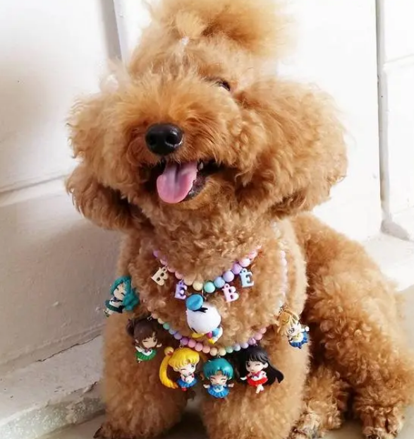 宠物为什么要吃益生菌? 宠物为什么要吃益生菌?