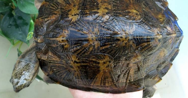 齿缘摄龟会闭壳吗？这篇文章告诉你