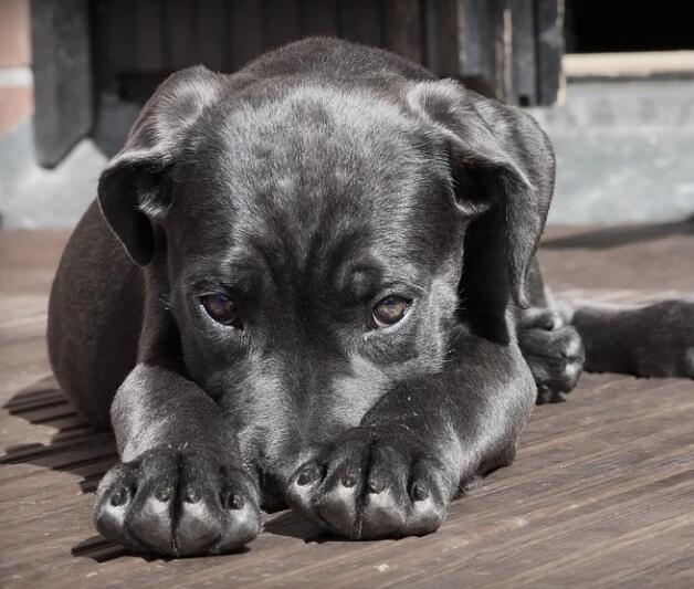 不可思议！狗狗竟然会得“恐手症”！