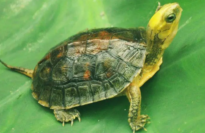 金头闭壳龟多大分公母？本文替你解答