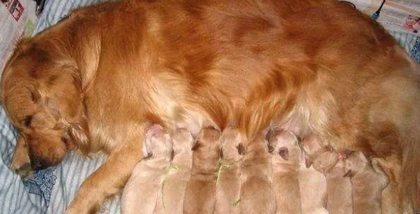 狗狗长期喂羊奶粉好吗？羊奶究竟有什么功效？