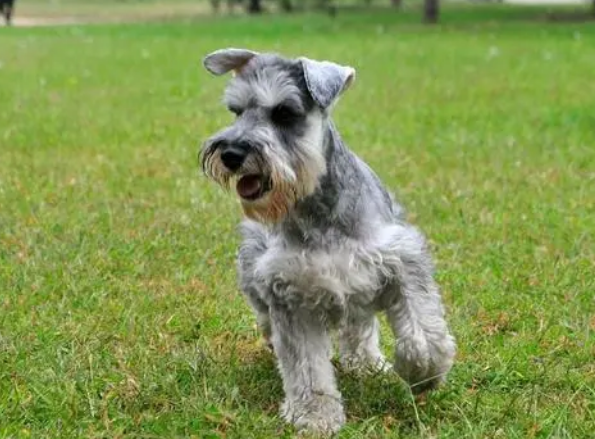 宠物益生菌是万能药，但这些益生菌错误的使用方法，你应该知道