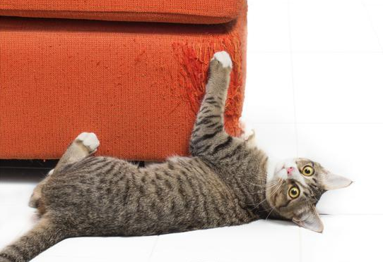 猫为什么要抓沙发？此处有解答