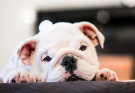 夏季养狗必知：耳螨问题不容小觑，铲屎官应这样预防和治疗