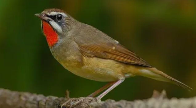 红靛颏鸟吃什么？饲主来看看吧