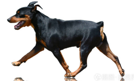 铲屎官科普：短毛犬有哪些品种？