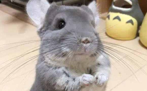 龙猫是仓鼠吗？不要混淆哦