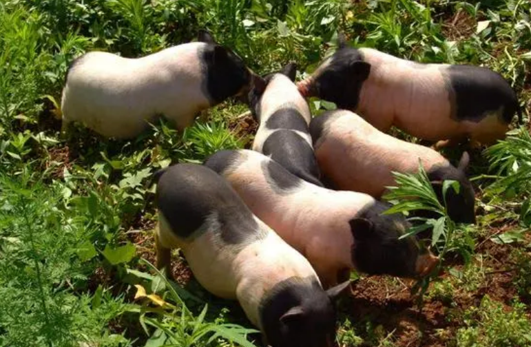 迷你香猪认主人要从小培养