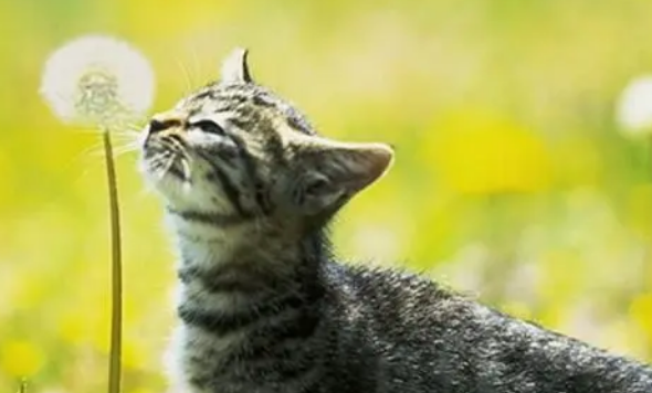 猫咪的体外驱虫多久可以彻底驱干净？