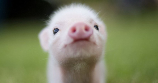 猪感染冠状病毒后的症状是什么，该如何防治？