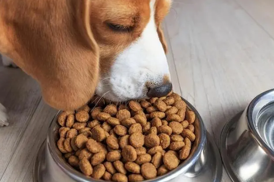 养狗知识：扒一扒狗要吃狗粮的原因