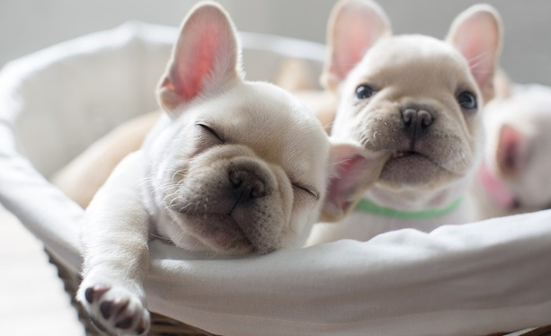 斗牛犬会咬主人吗？主人们要知道