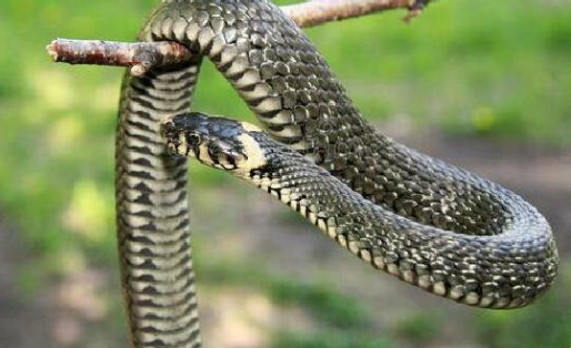 天堂树蛇有毒吗，答案令人新奇！