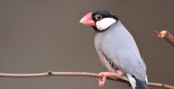 灰文鸟吵吗？看看文章就晓得了