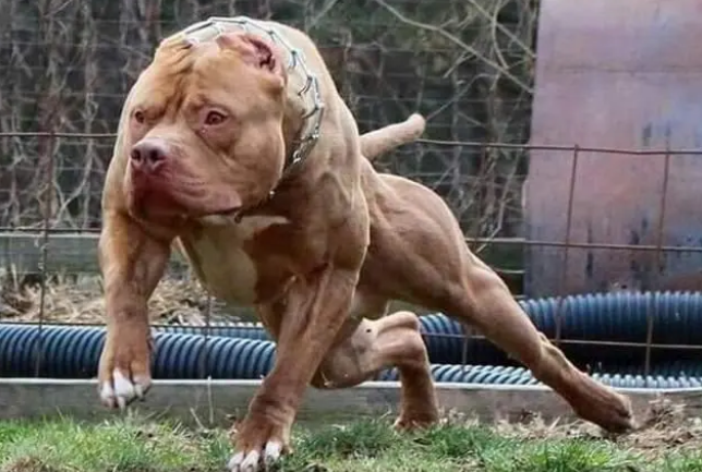 比特犬几个月爆头？看完后就明白了！