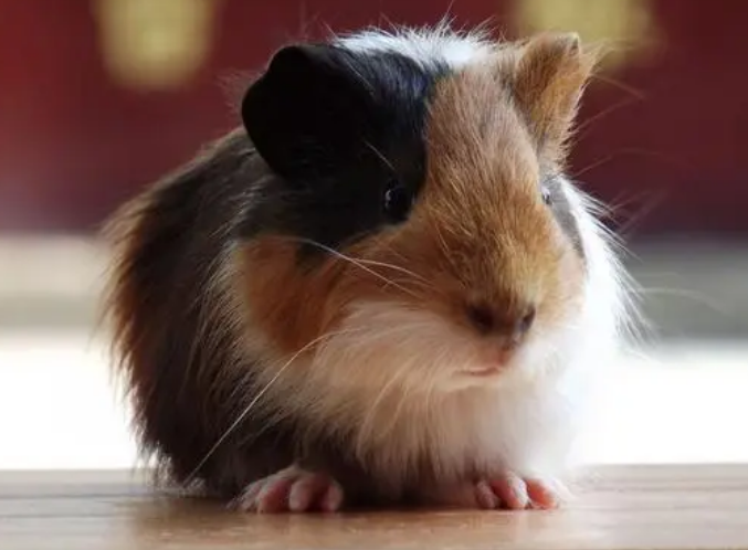 荷兰猪可以长多大多重？养的人看过来