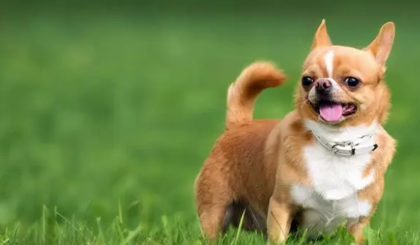 小狗满月能洗澡吗？