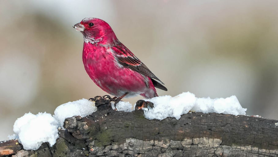 北朱雀怎么分公母？有必要get一下~