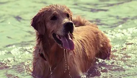 一起来看看狗狗中暑的正确处理方法! 一起来看看狗狗中暑的正确处理方法!