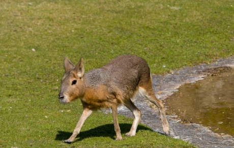 巴塔哥尼亚豚鼠生病了怎么办?码住这篇就够啦~ 巴塔哥尼亚豚鼠生病了怎么办?码住这篇就够啦~