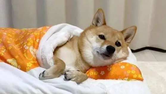 狗一直咳嗽,跟卡住一样吐白沫一样是怎么了? 狗一直咳嗽,跟卡住一样吐白沫一样是怎么了?