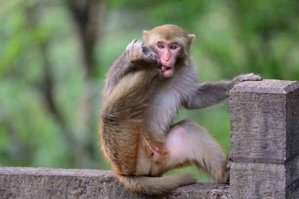 与人相似度高达94%！恒河猴有什么特别？