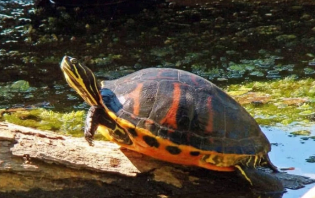 乌龟怎么养？一次喂多少龟粮？