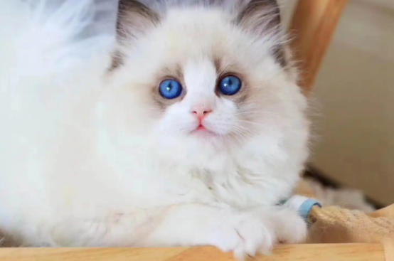 布偶猫的寿命，铲屎官一定得知道！