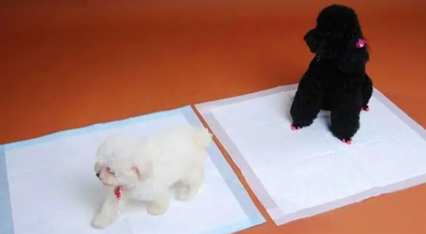 宠物尿垫作用大，买了尿垫就要物尽其用