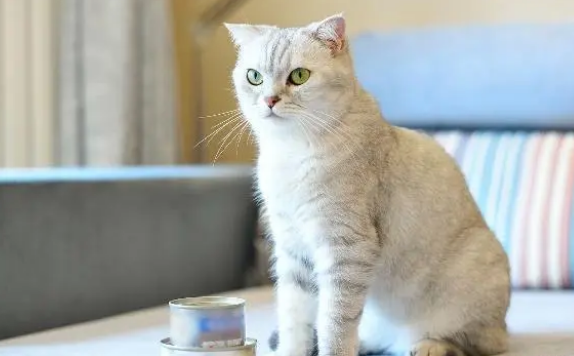 关于猫罐头的这些事情，铲屎官要了解下