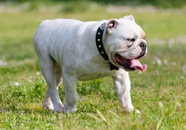 英斗牛一生认几个主人？一起来了解一下！